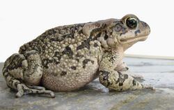 Amietophrynus rangeri Raucous toad Probable mature female IMG 3715.JPG