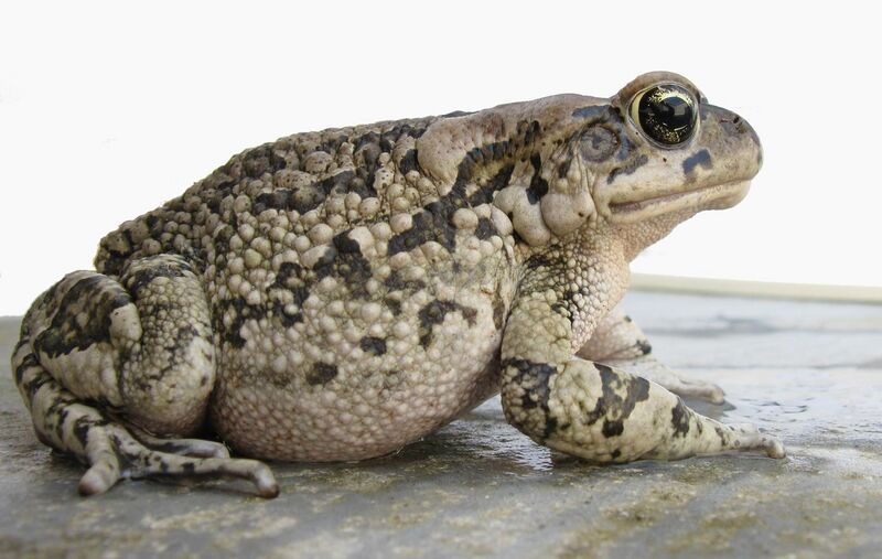 File:Amietophrynus rangeri Raucous toad Probable mature female IMG 3715.JPG