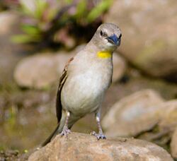 Another pose of Chestnut-shouldered Petronia, Nagpur by Dr. Tejinder Singh Rawal.jpg