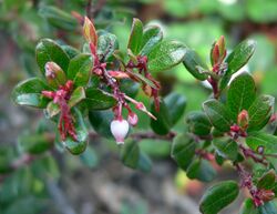 Arctostaphylos nummularia 1.jpg