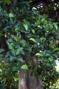 Artocarpus nobilis.jpg