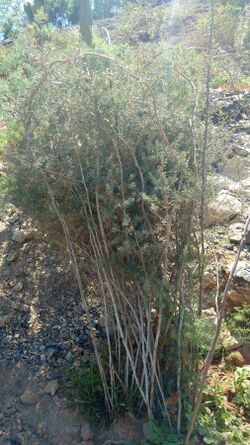 Asparagus nesiotes subsp. purpuriensis.jpg