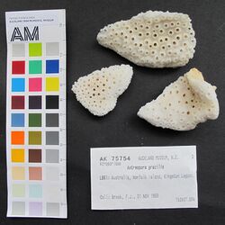 Astreopora gracilis Bernard, 1896 (AM MA75754-1).jpg
