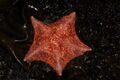 Bat Star (Asterina miniata) (3265235123).jpg