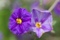 Blue potato bush flowers.jpg