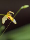 Bulbophyllum tenuifolium - cropped.jpg