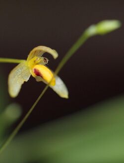 Bulbophyllum tenuifolium - cropped.jpg