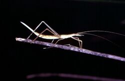 CSIRO ScienceImage 246 A Kawanaph Grasshopper.jpg