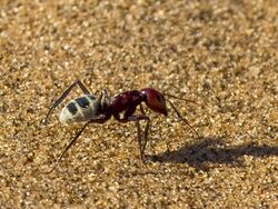 Camponotus detritus 1 MHNT.jpg