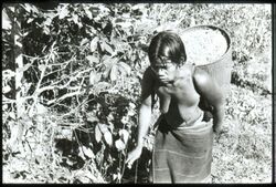 Carrying A Rice Basket, Pleiku, 13 December 1962.jpg