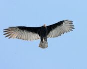 Cathartes burrovianus -flying -Argentina-8.jpg