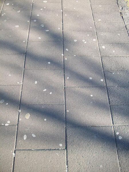 File:Chewing gum on a sidewalk in Reykjavík.JPG