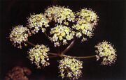 Close up of Cicuta douglasii flowers. Small and white, they are arranged in an umbrella shape