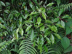 Cinnamomum philippinense 1.jpg