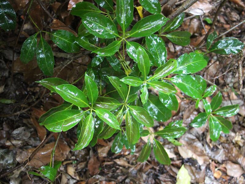 File:Cissus sterculiifolia Mount Keira.jpg