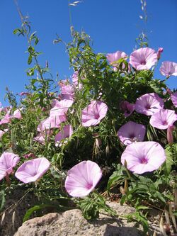 Convolvulus althaeoides01.jpg