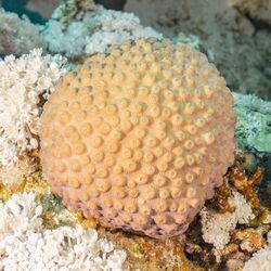 Coral (Astreopora myriophthalma), parque nacional Ras Muhammad, Egipto, 2022-03-28, DD 105.jpg