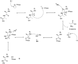 DD-Transpeptidase mechanism fixed.png