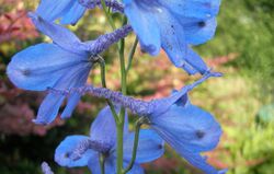 Delphinium-elatum-023.jpg