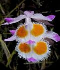 Dendrobium devonianum cult - brightened.jpg