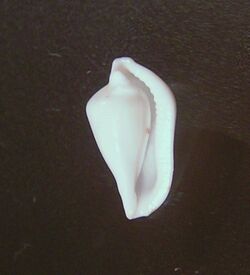 Dentiovula rutherfordiana 003.jpg
