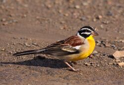 Emberiza flaviventris -Hluhluwe-Umfolozi Game Reserve, South Africa-8.jpg