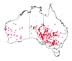 Eragrostis australasica distribution map.png