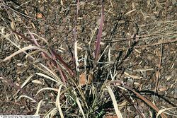 Eragrostis spectabilis 5zz.jpg