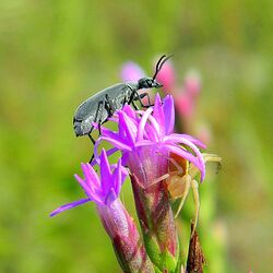 Florida Blister Beetle (Epicauta floridensis) (4975931097).jpg