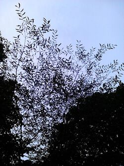 Foliage of Ulmus 'Webbiana' (2).jpg