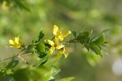 Flowering, April, Tokyo