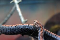 Gfp-cross-banded-rattlesnake.jpg