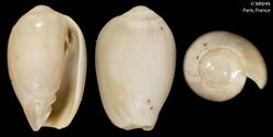 Gibberula abyssicola (MNHN-IM-2000-612).jpeg