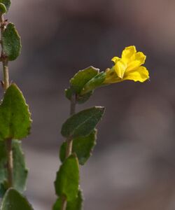 Goodenia benthamiana.jpg