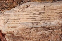 Grand Canyon Supergroup, Stromatolites in Bass Limestone 0019 - Flickr - Grand Canyon NPS.jpg