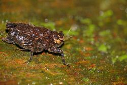 Grouse Locust (Potua sp.) (23289516379).jpg