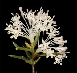 Hakea lissocarpha.jpg