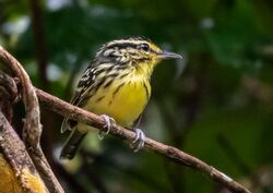 Hypocnemis hypoxantha - Yellow-browed antbird, Manacapuru, Amazonas, Brazil.jpg