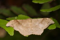 Hyposidra talaca at Kadavoor.jpg