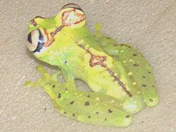 Hypsiboas ornatissimus.jpg