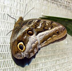 Idomeneus Giant Owl, Quito.jpg