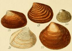 Illustrated Index of British Shells Plate 04 Figs 18-22.jpg