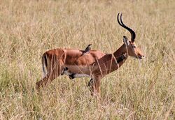 Impala mutualim with birds wide.jpg