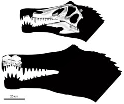 Head silhouettes of Irritator and Angaturama with respective skull bones overlaid onto them, the Angaturama specimen is larger and overlaps with that of Irritator by one tooth