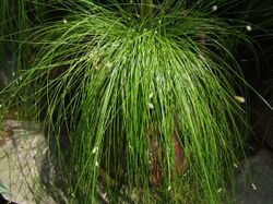 Isolepis cernua 1-OB9.jpg