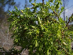 Juniperus navicularis (detail).JPG
