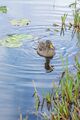 Juvenile Yellow-billed Duck Swimming.jpg