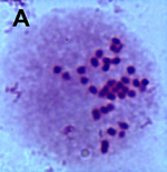 Karyotype of Honey bee (Apis mellifera).png