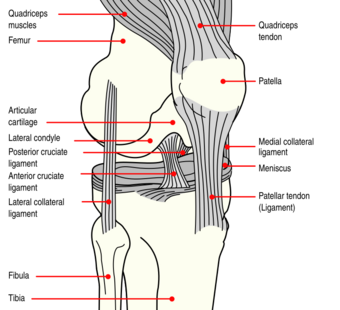 Knee diagram.svg