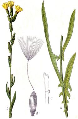 Lactuca saligna Sturm46.jpg